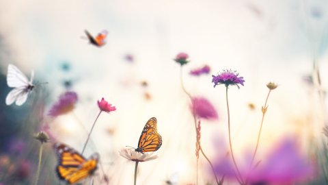Kahve Falında Kelebek Görmek Ve Falda Kelebek Kozası Görmek