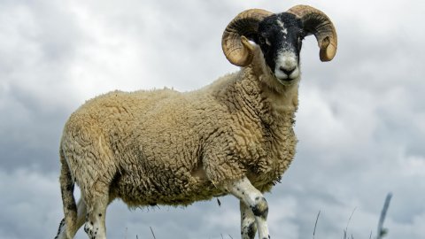 Kahve Falında Koç Görmek Ve Kahve Falında Koç Kafası Görmek