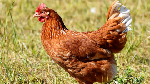 Kahve Falında Tavuk Görmek Ve Fincan Tabağında Tavuk Görmek