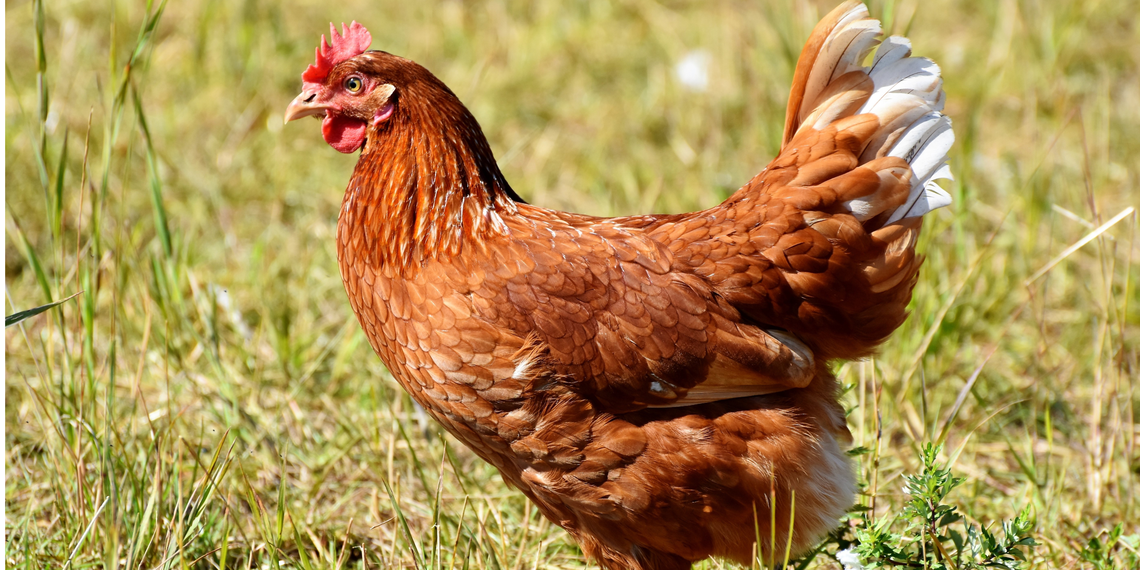 Kahve Falında Tavuk Görmek Ve Fincan Tabağında Tavuk Görmek