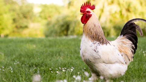 Falda Horoz Görmek Ve Kahve Falında Horoz Kafası Görmek