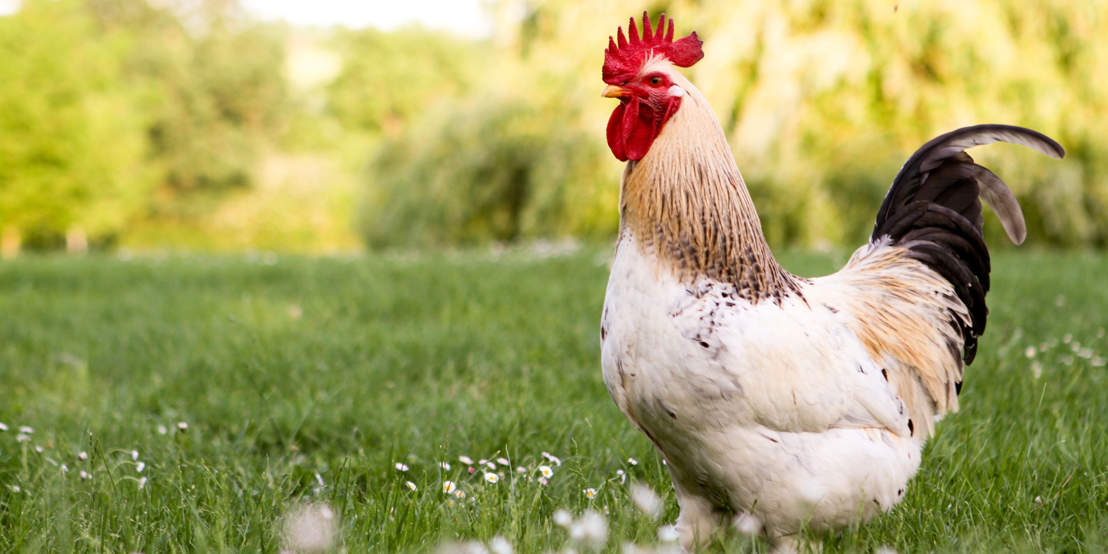 Falda Horoz Görmek Ve Kahve Falında Horoz Kafası Görmek
