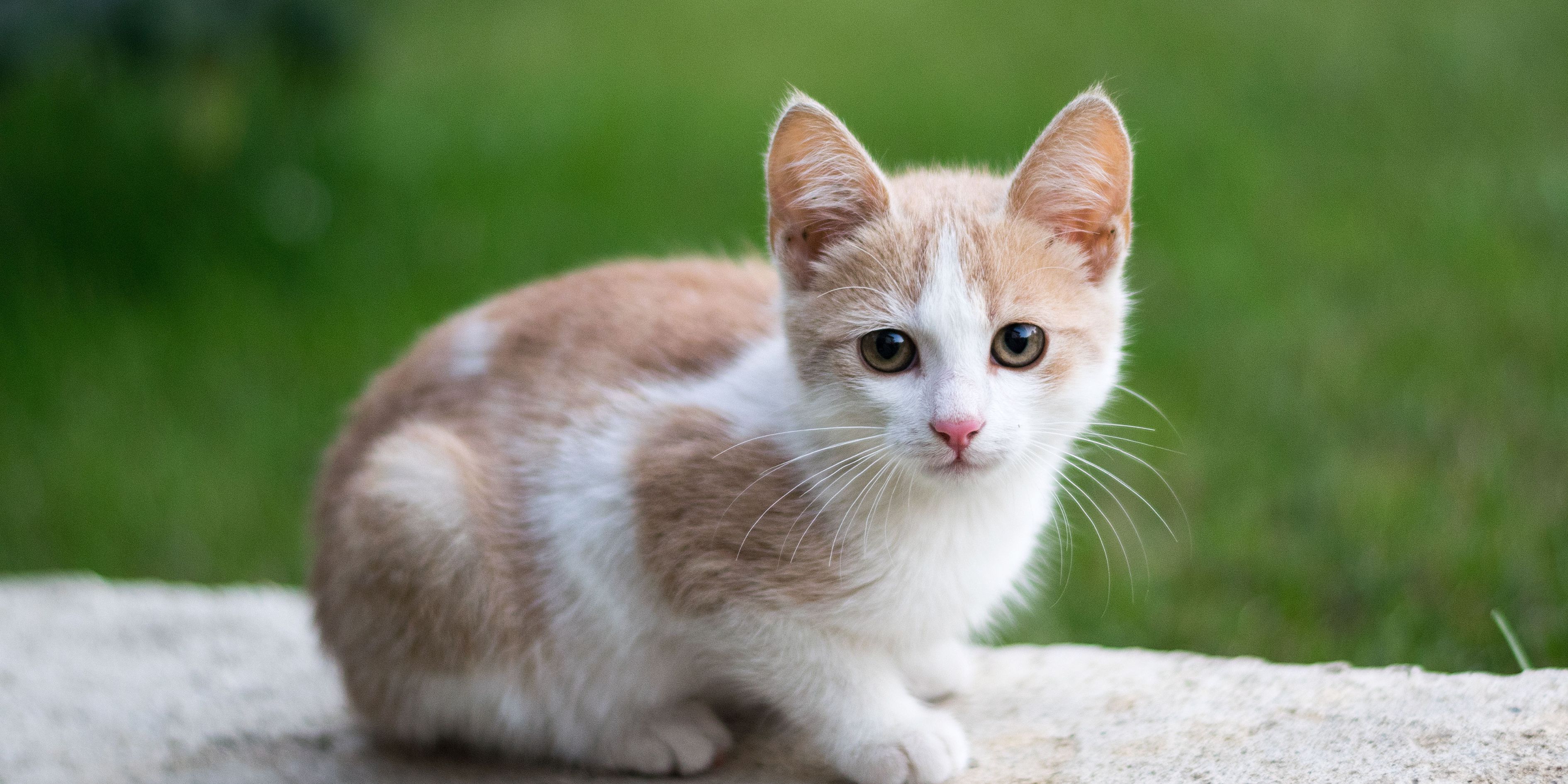 Falda Kedi Görmek Ve Kahve Falında Yavru Kedi Görmek