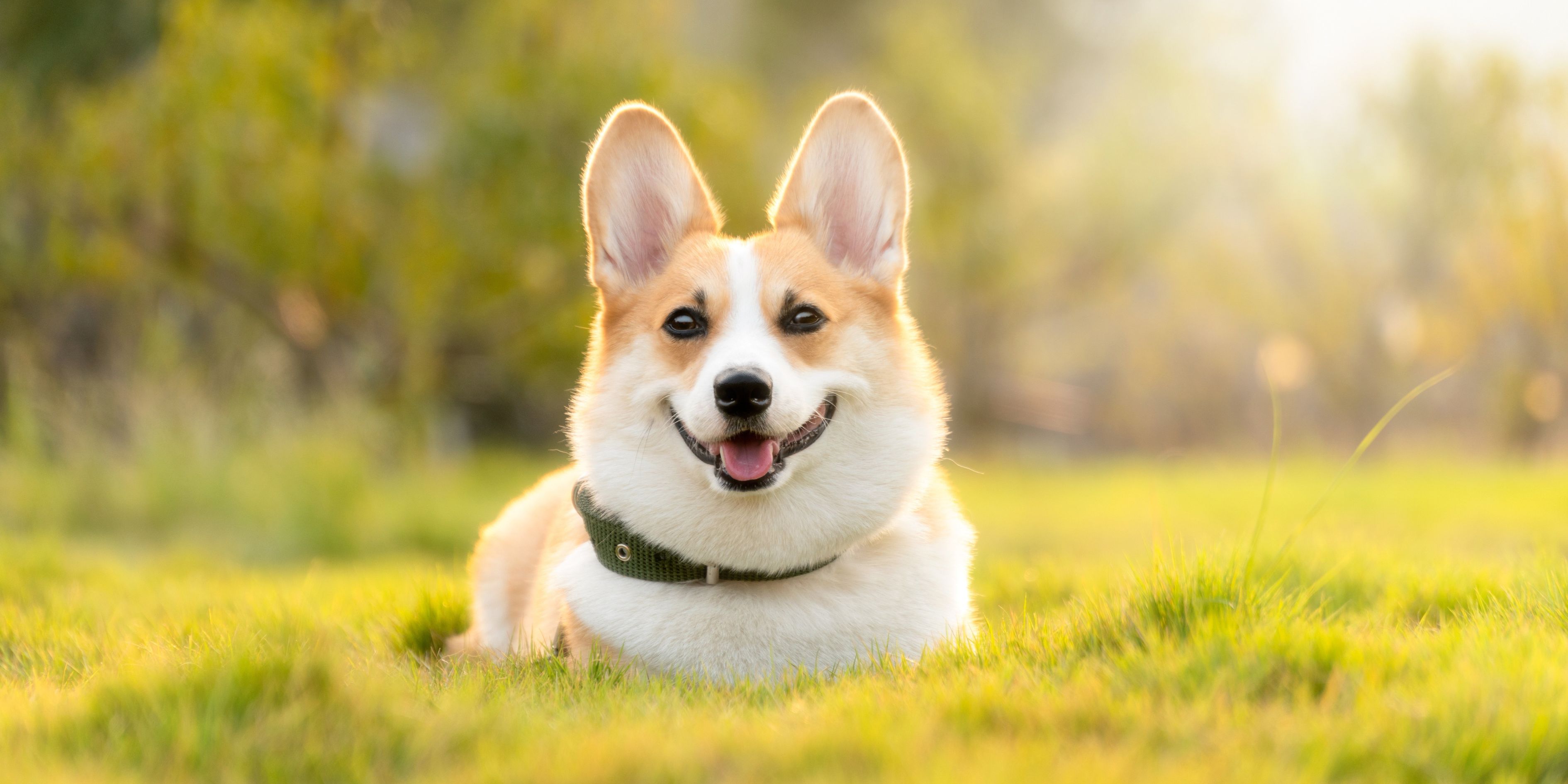 Falda Köpek Görmek Ve Kahve Falında Köpek Sürüsü Görmek