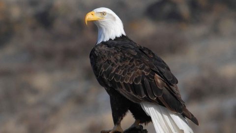 Falda Kartal Görmek Ve Falda Uçan Kartal Görmek