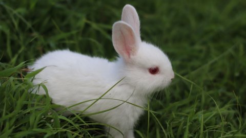 Kahve Falında Tavşan Görmek Ve Kahve Falında Tavşan Kafası Görmek