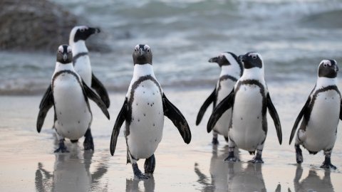 Falda Penguen Görmek Ve Kahve Falında Penguen Yavrusu Görmek