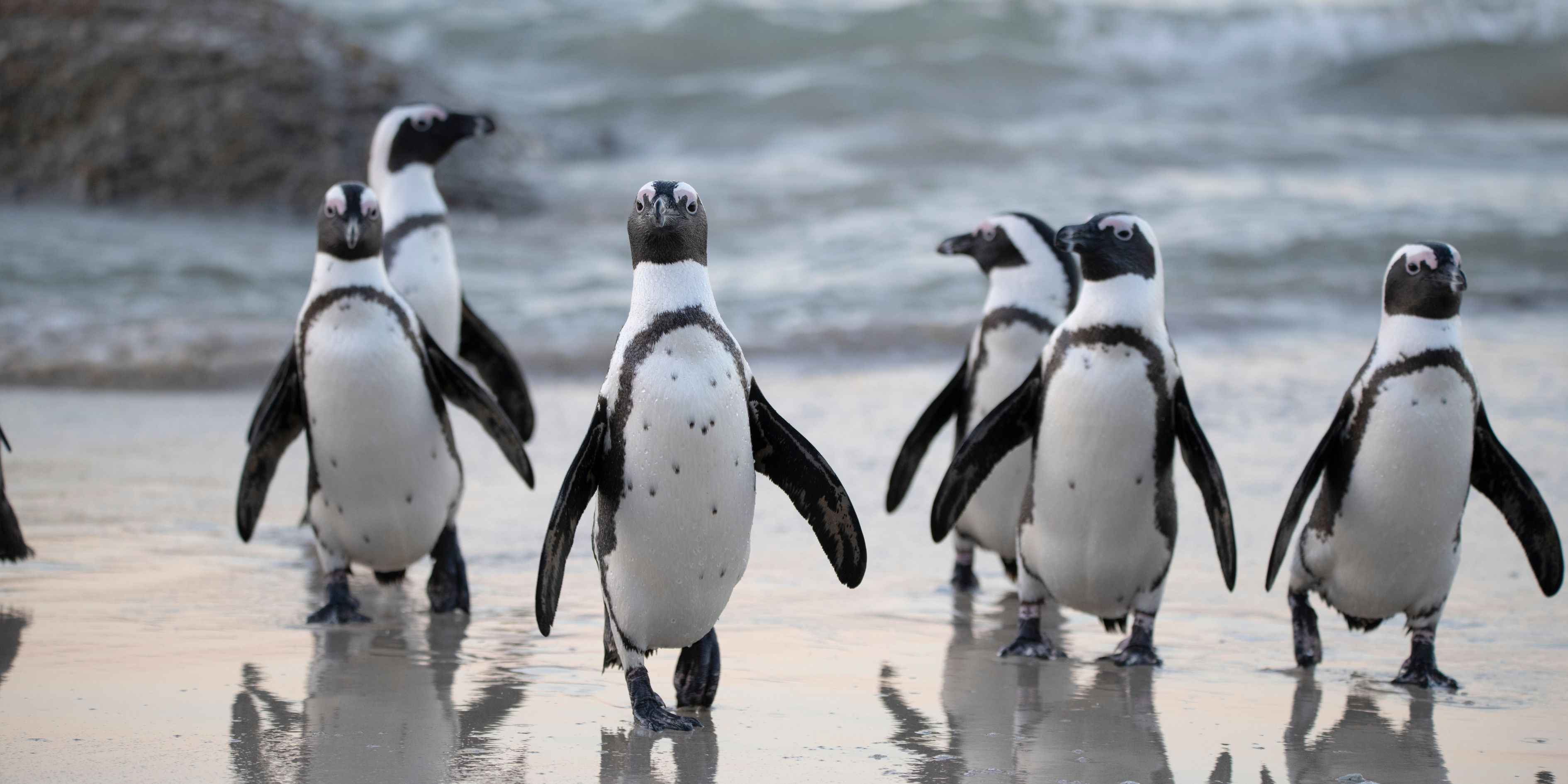 Falda Penguen Görmek Ve Kahve Falında Penguen Yavrusu Görmek