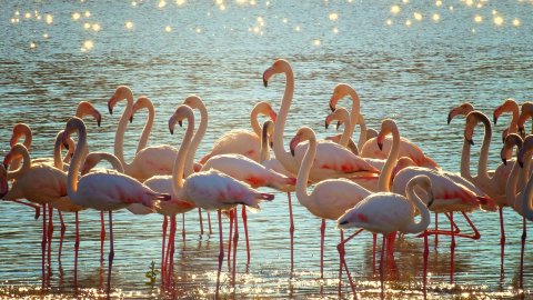 Falda Flamingo Görmek Ve Kahve Falında Büyük Flamingo Görmek