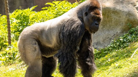 Falda Goril Görmek Ve Kahve Falında Devasa Goril Görmek