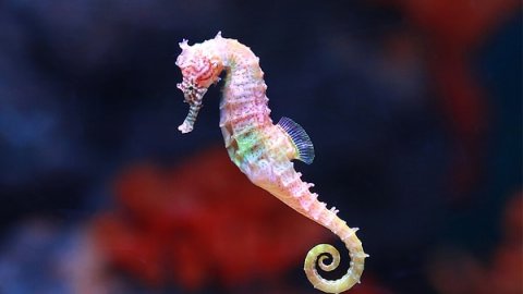 Kahve Falında Deniz Atı Görmek Ne Anlama Gelir?