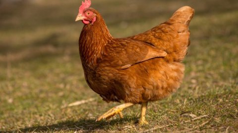 Kahve Falında Tavuk Görmek Ne Anlama Gelir?