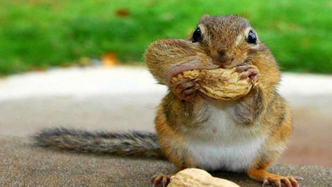 Falda Sincap Görmenin Anlamı Nedir?
