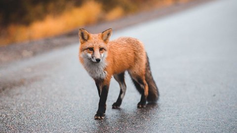 Kahve Falında Tilki Görmek Nedir?