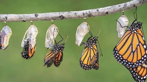 Kahve Falında Kelebek Görmek Anlam Ve Yorumları